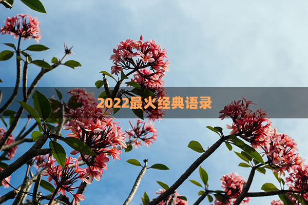 2022最火经典语录(2022最火广场舞视频)